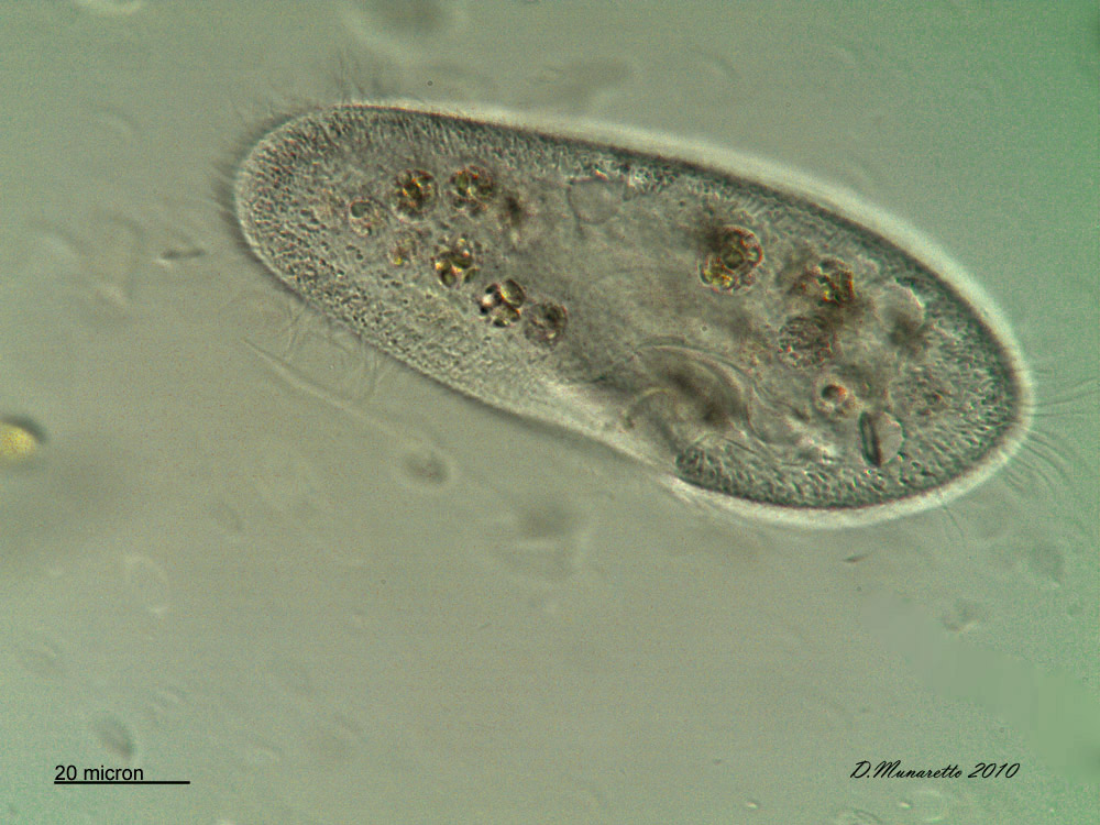 Paramecium...